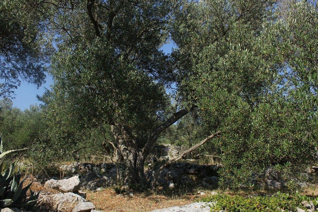 Secluded Fisherman'S Cottage Cove Magrovica - Telascica, Dugi Otok - 8142 Sali Eksteriør bilde